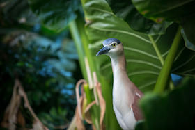night heron