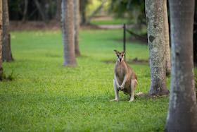 wallaby